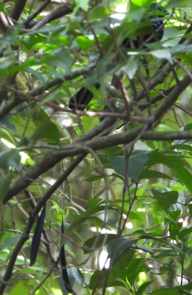 Lesser Racket-tailed Drongo - ML535996531