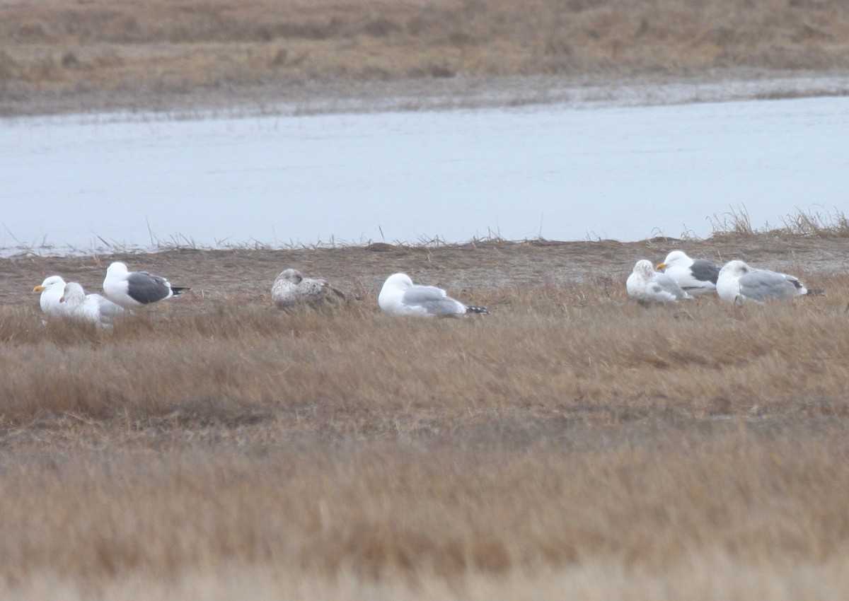 Lesser Black-backed Gull - ML53599671