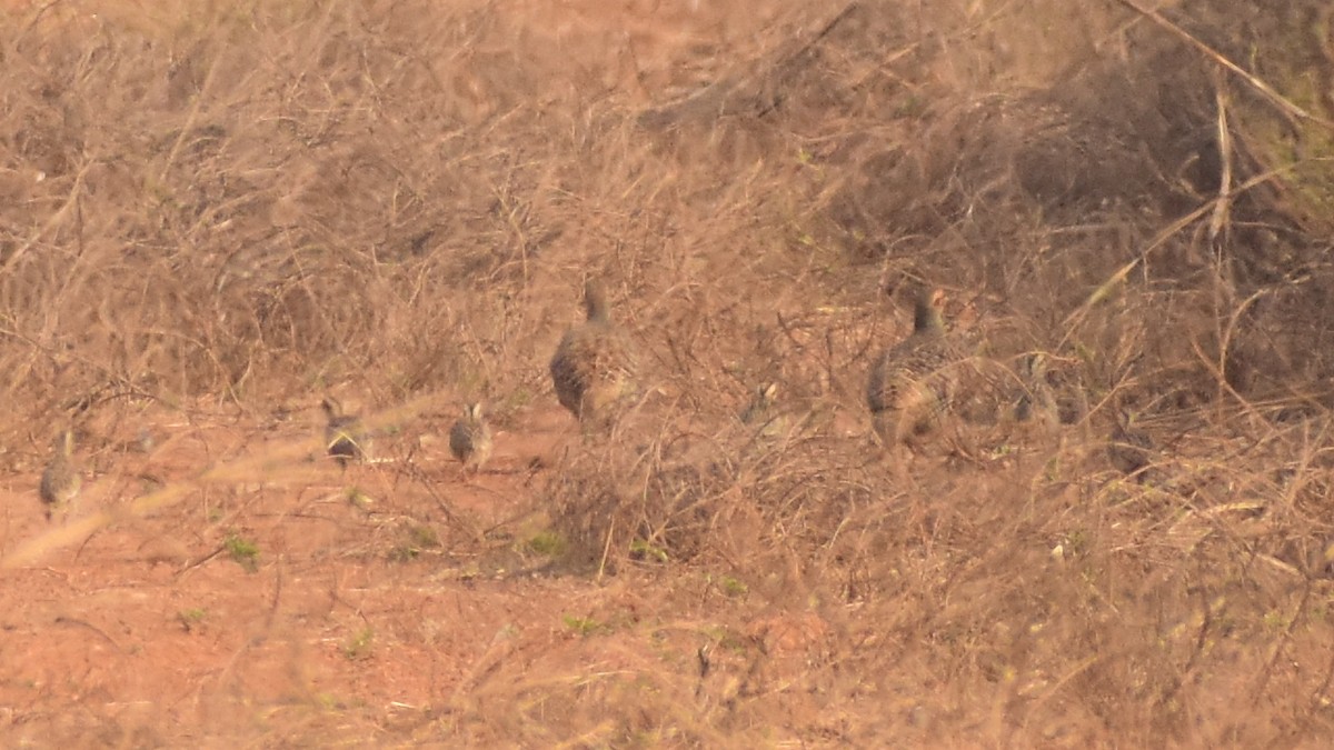 Gray Francolin - JOEL J MATHEW