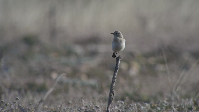 Desert Wheatear - ML535997671