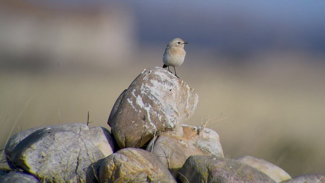 Desert Wheatear - ML535997681