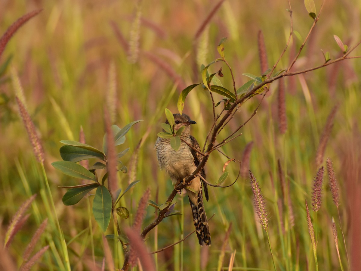 Plaintive Cuckoo - JOEL J MATHEW