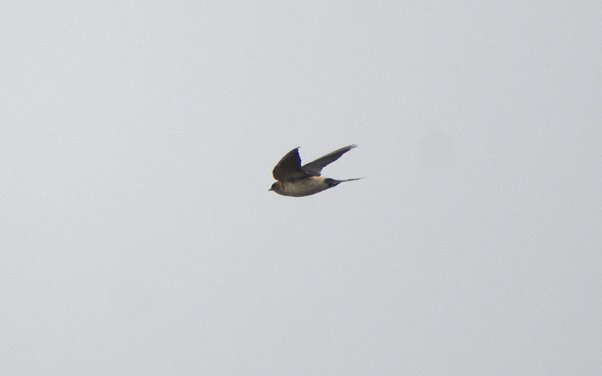 Red-rumped Swallow - ML535997931
