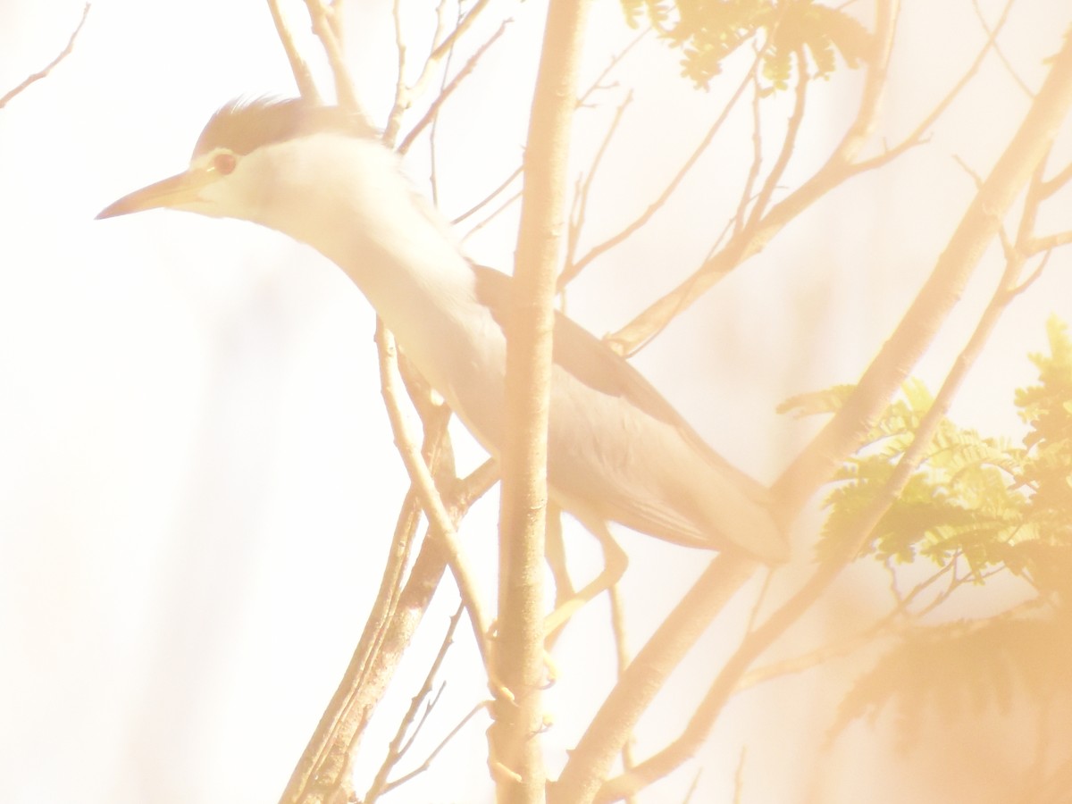 Black-crowned Night Heron - JOEL J MATHEW