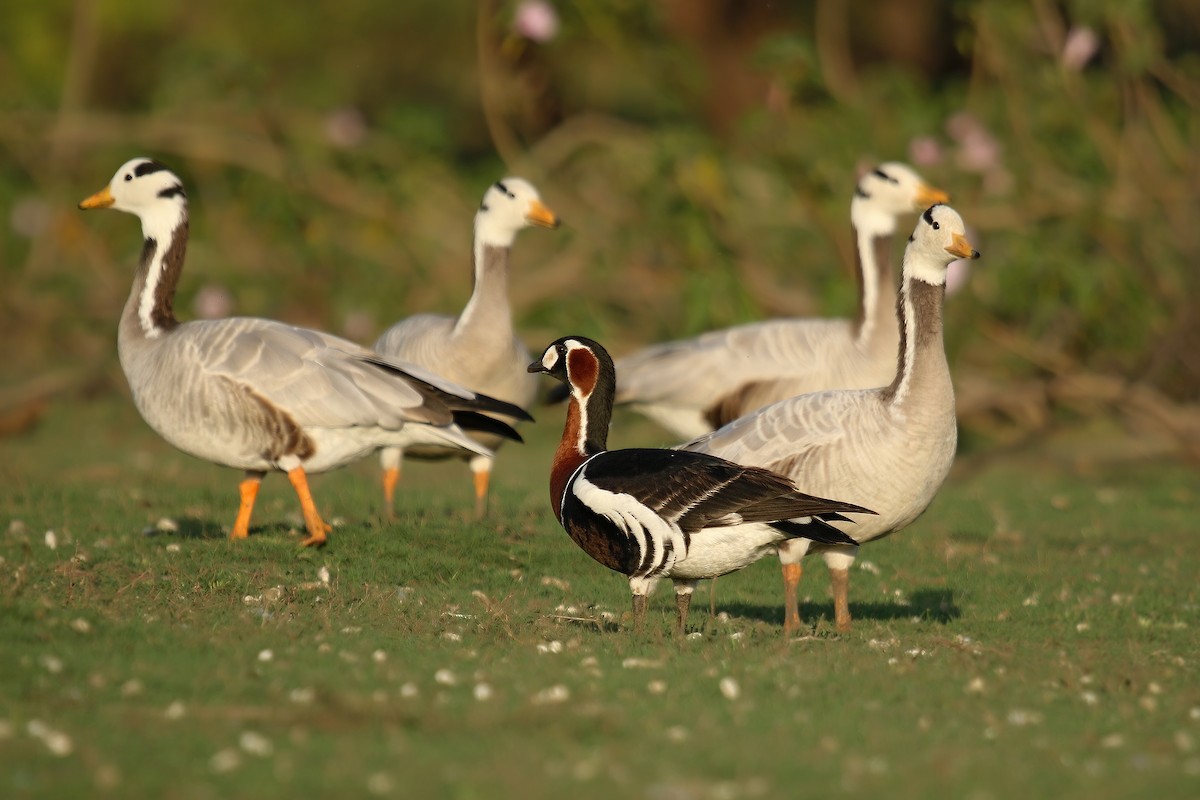 Red-breasted Goose - Devvratsinh Mori