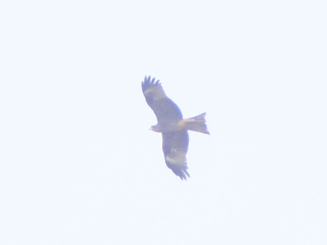 Black Kite - ML535998601