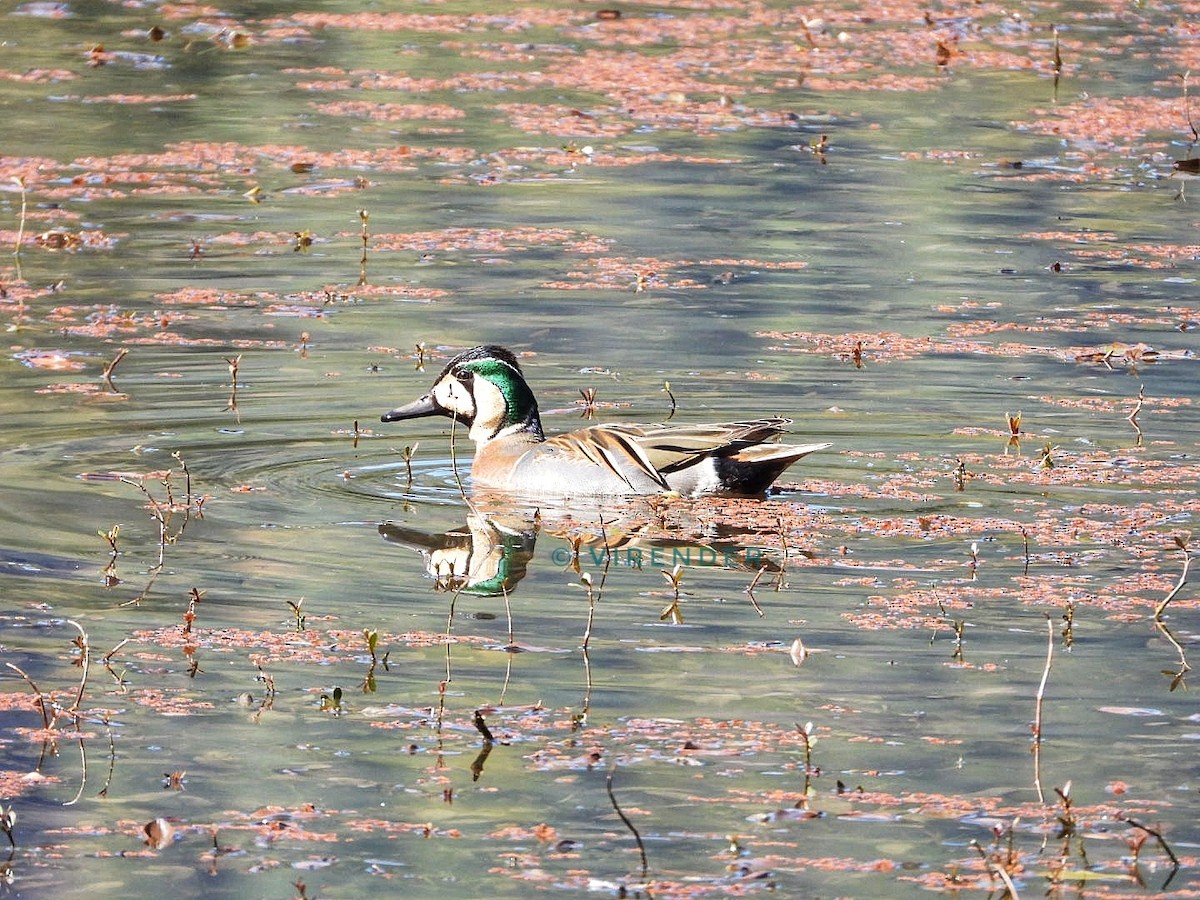 Baikal Teal - ML535998611