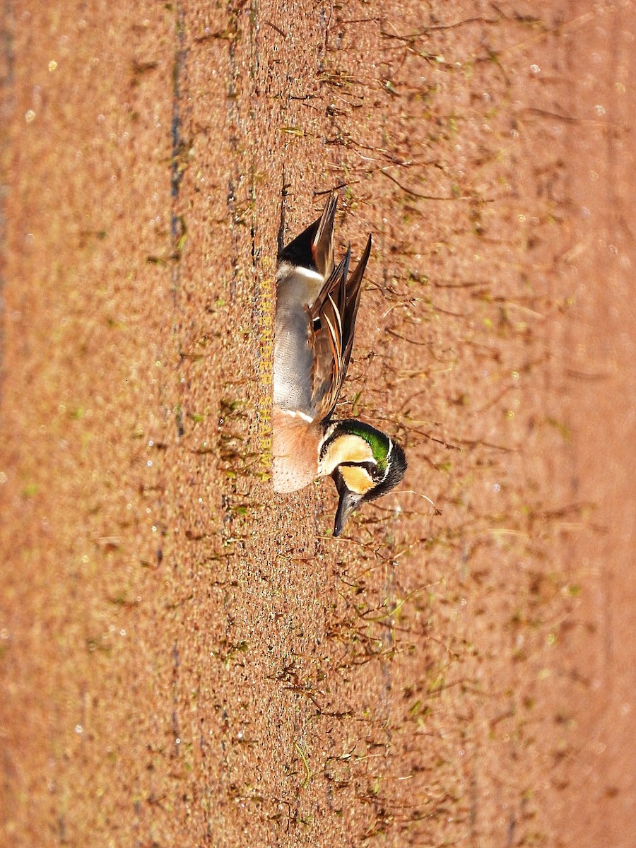 Baikal Teal - ML535998621