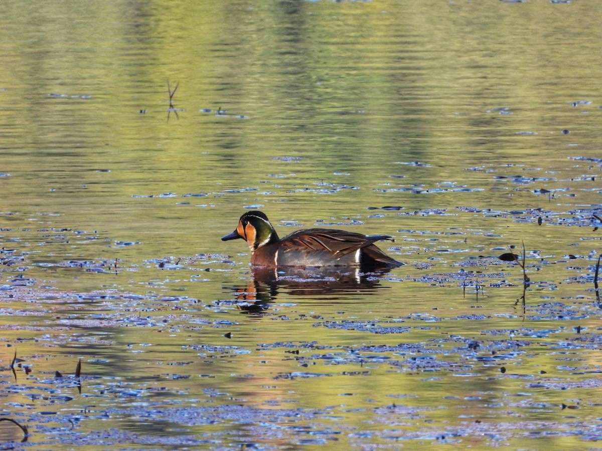 Alzavola asiatica - ML535998631