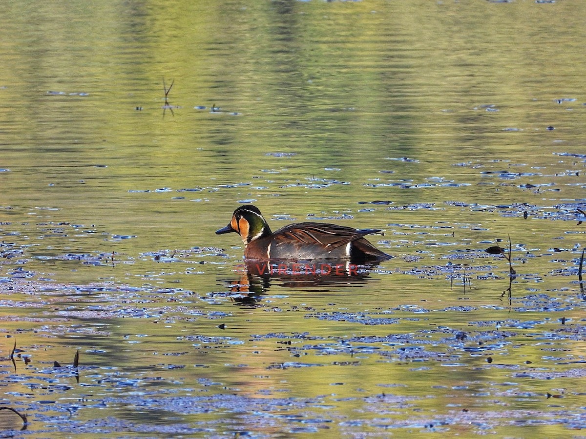 Baikal Teal - ML535998641