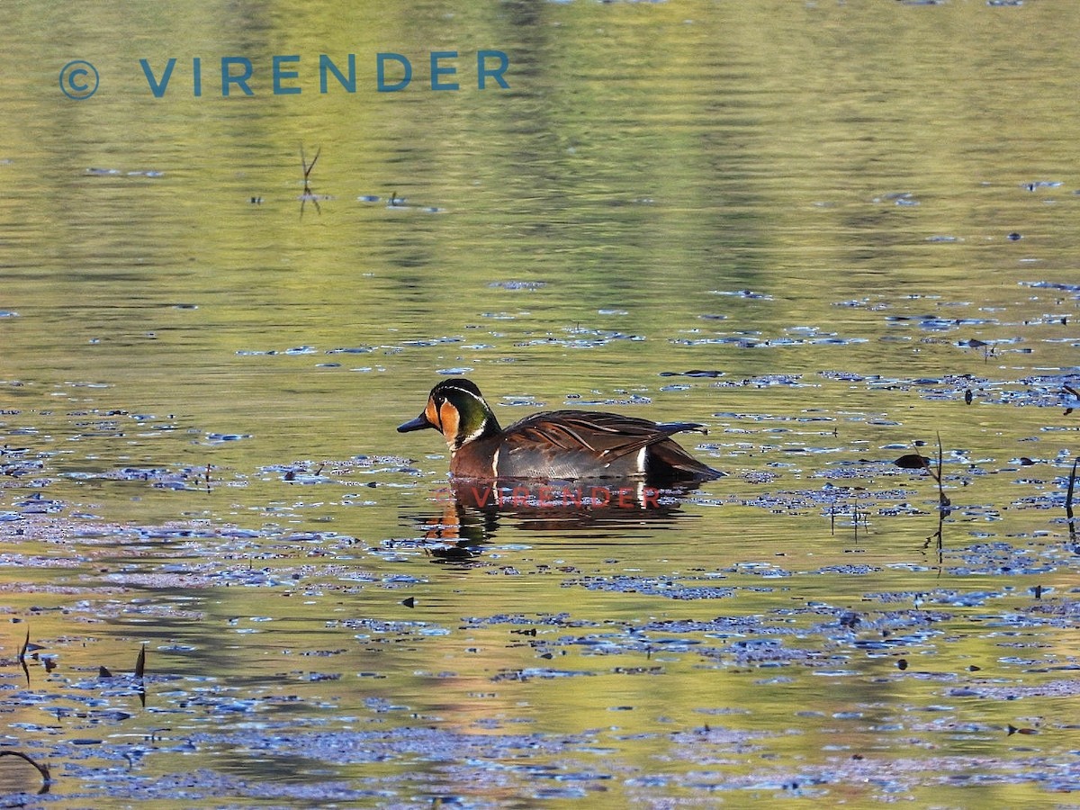 Baikal Teal - ML535998651