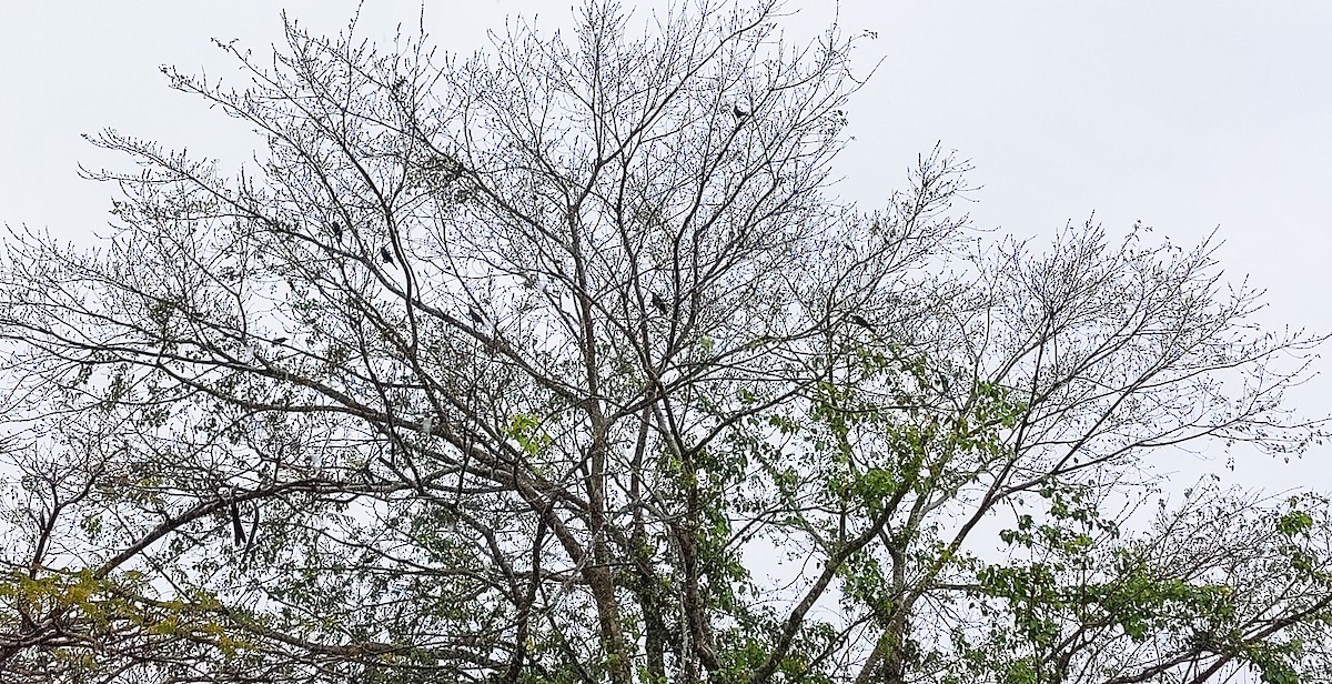 イエガラス - ML535998661