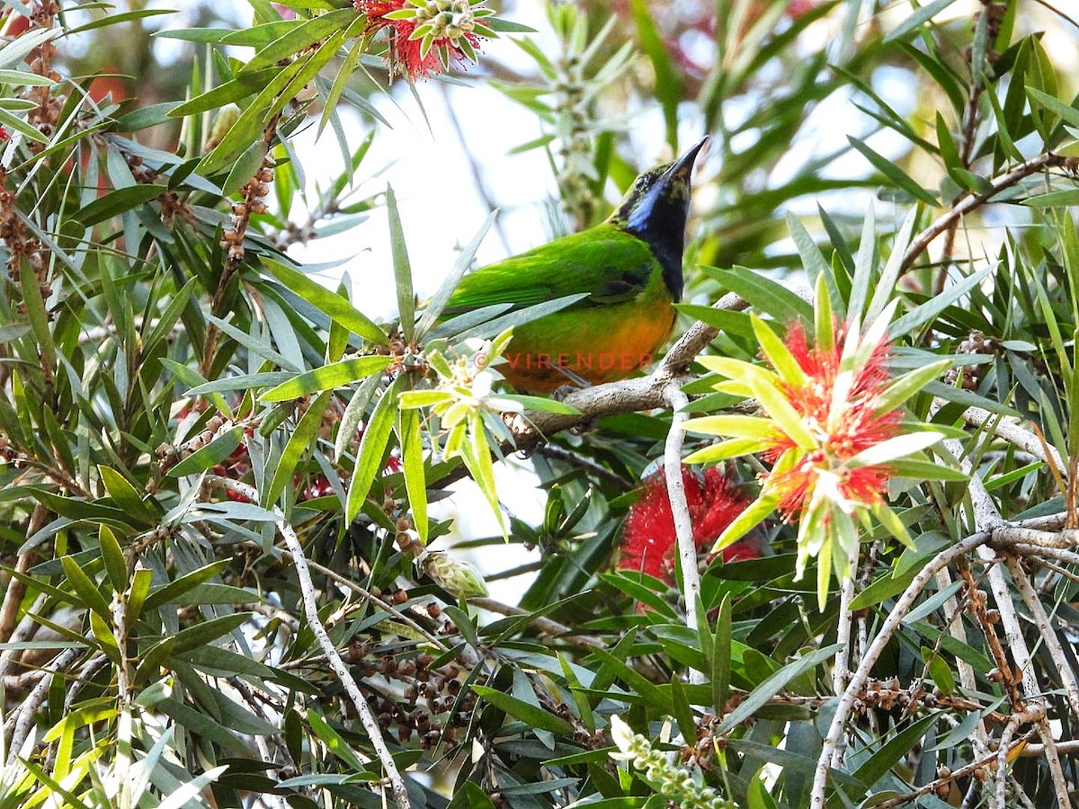 Orange-bellied Leafbird (Orange-bellied) - Virender Sharma