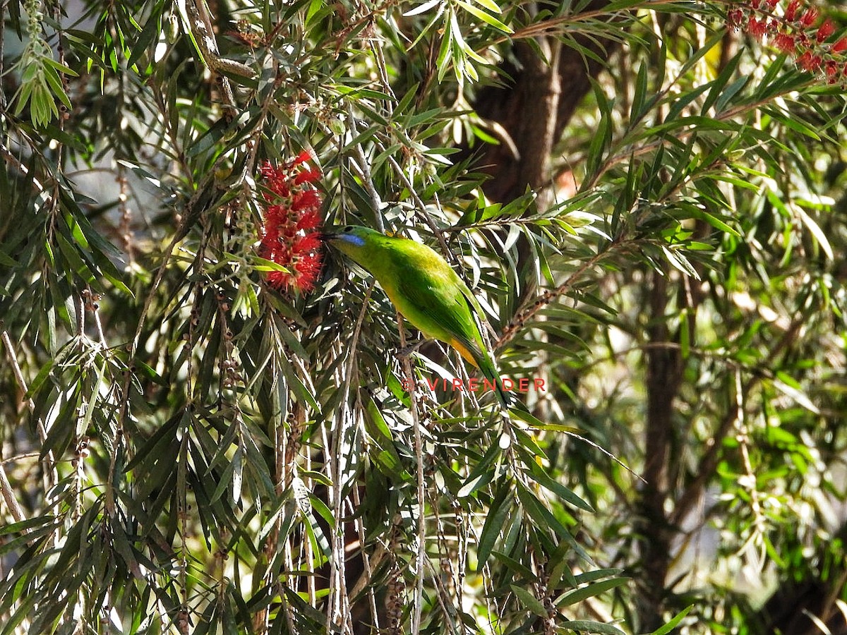 Orange-bellied Leafbird (Orange-bellied) - ML535998761