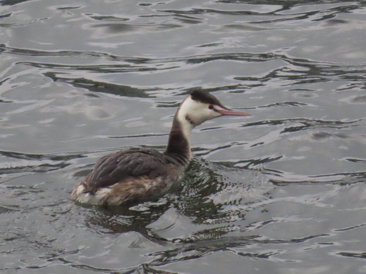 Great Crested Grebe - ML535998951