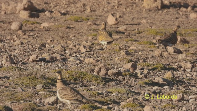 Pin-tailed Sandgrouse - ML536000291