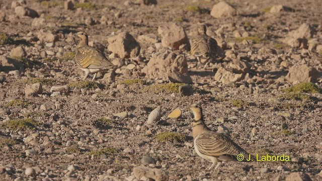 Pin-tailed Sandgrouse - ML536000301