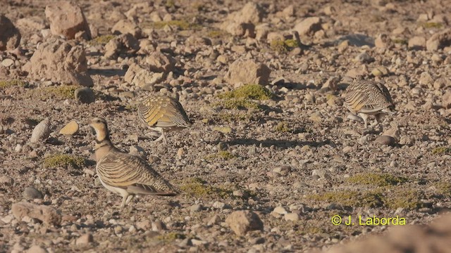 Pin-tailed Sandgrouse - ML536000311