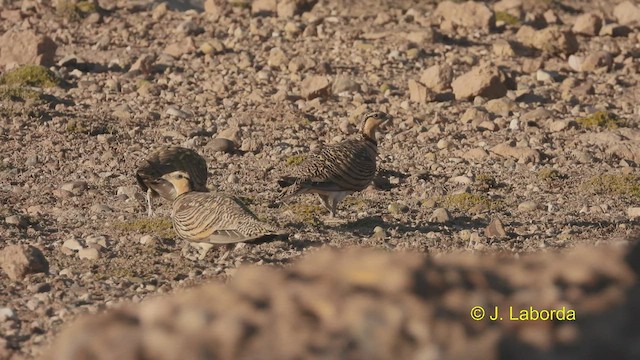 Pin-tailed Sandgrouse - ML536000331