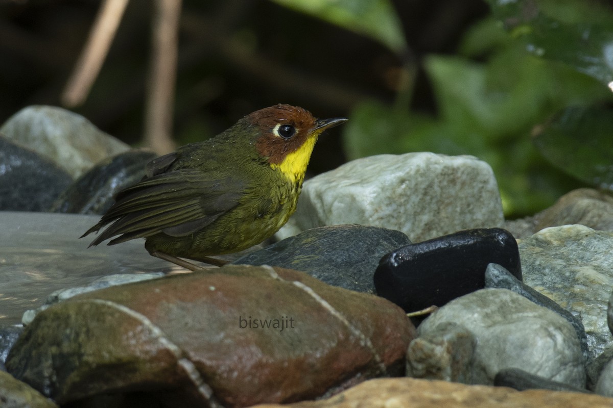 Chestnut-headed Tesia - biswajit singha