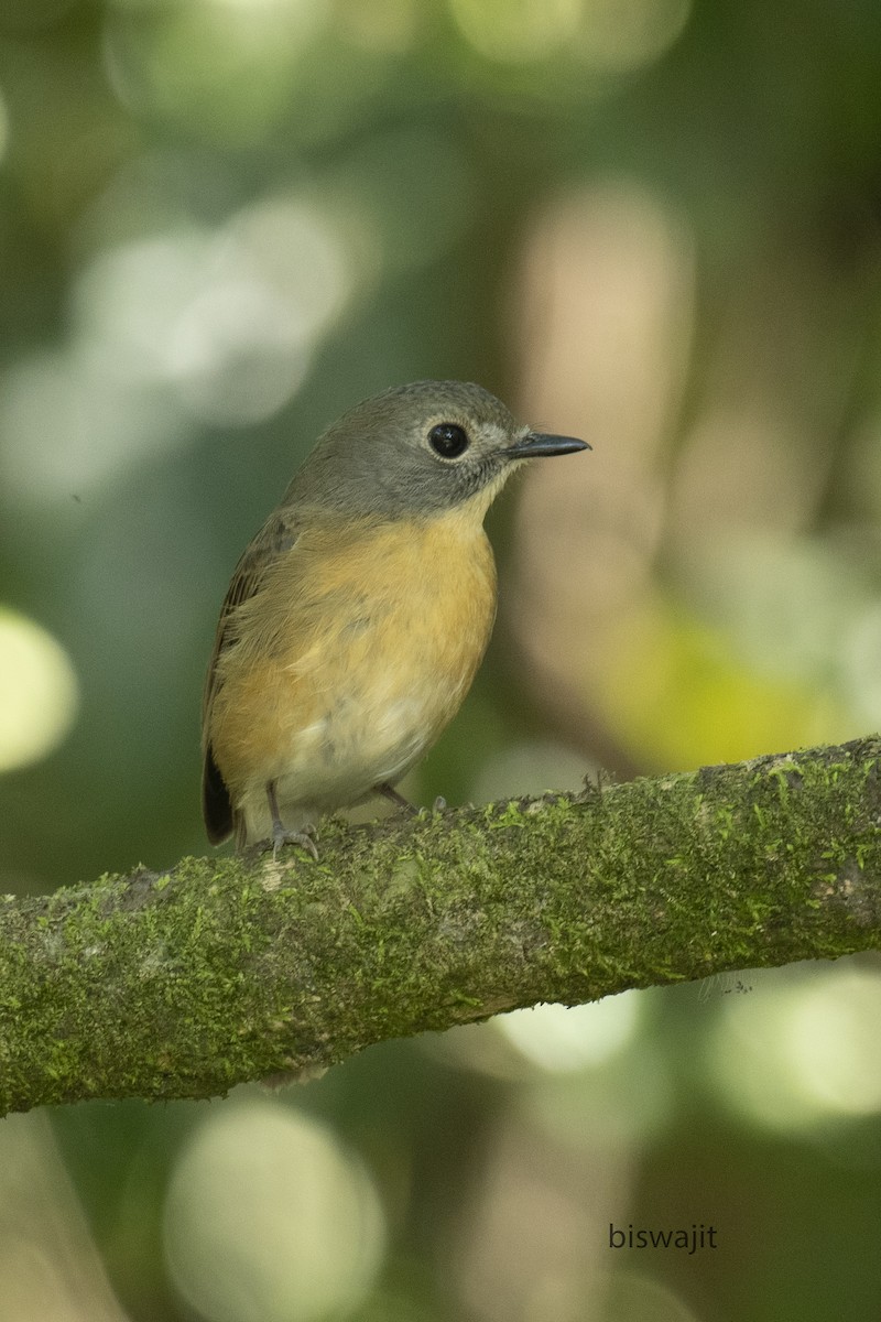 Pale-chinned Flycatcher - ML536002151