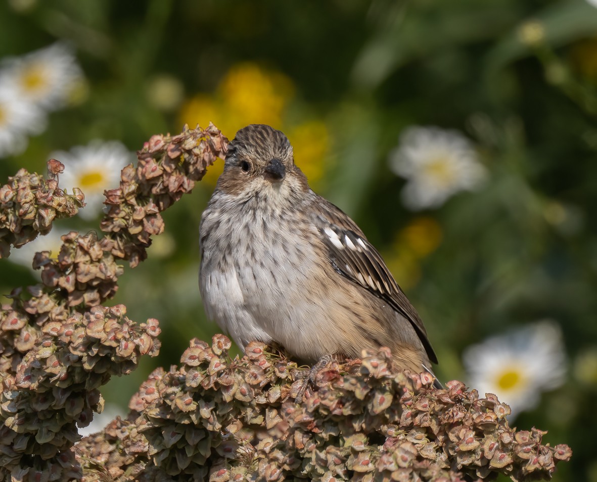 Mourning Sierra Finch - ML536002181