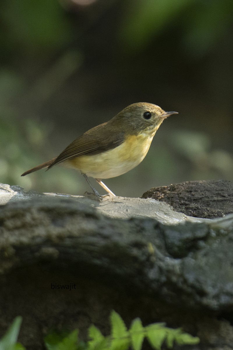 Pygmy Flycatcher - ML536002211