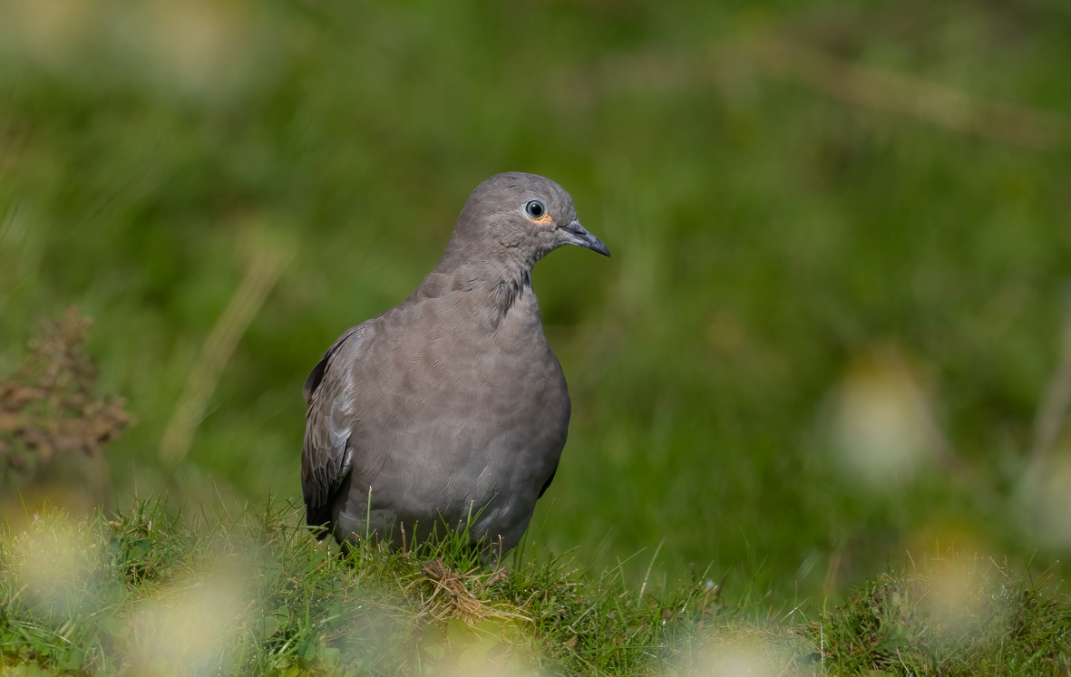 Black-winged Ground Dove - ML536002571