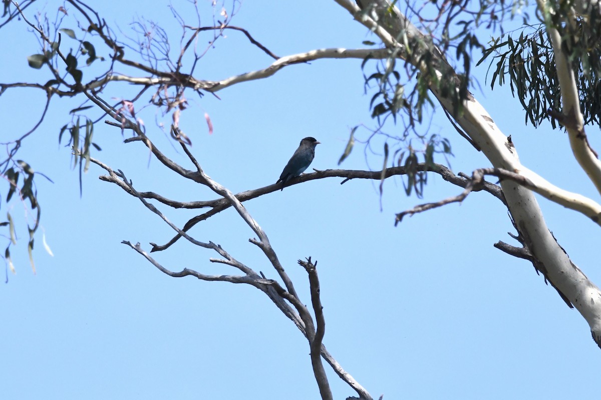 Dollarbird - Deb Oliver