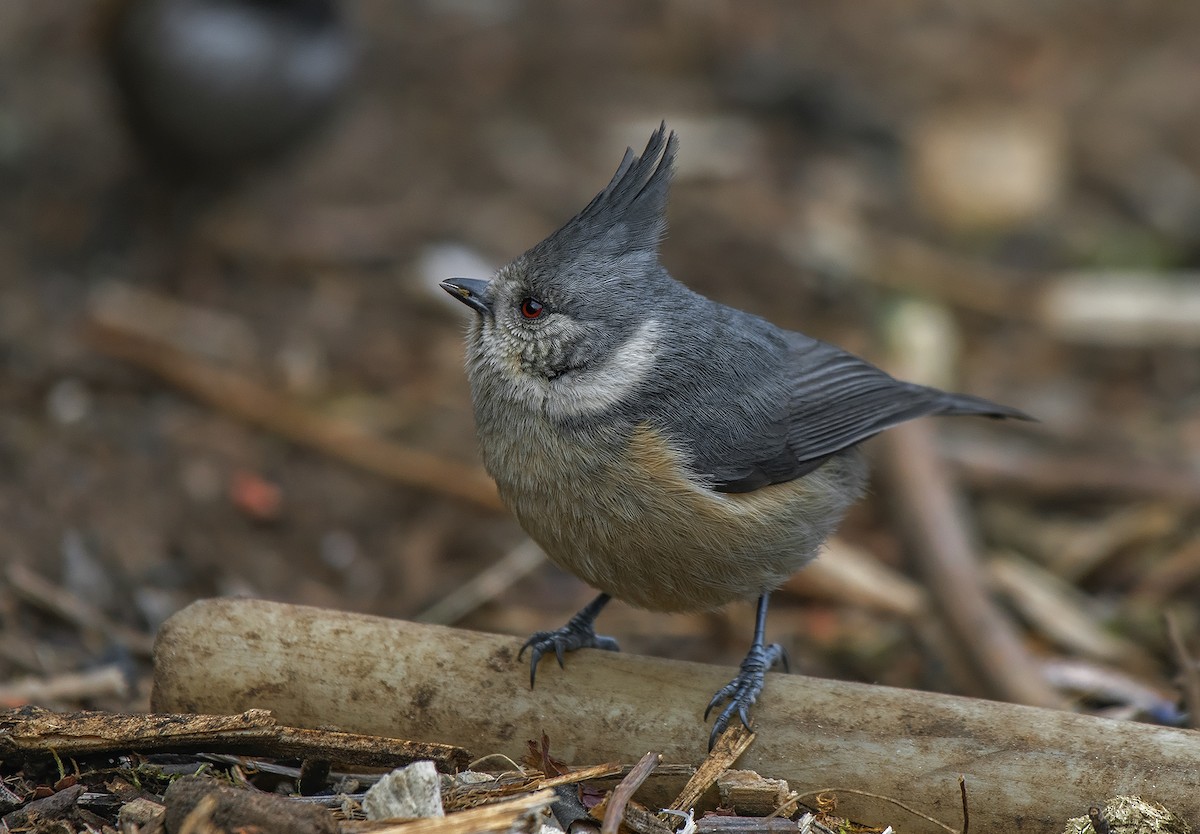 Gray-crested Tit - Kushankur Bhattacharyya