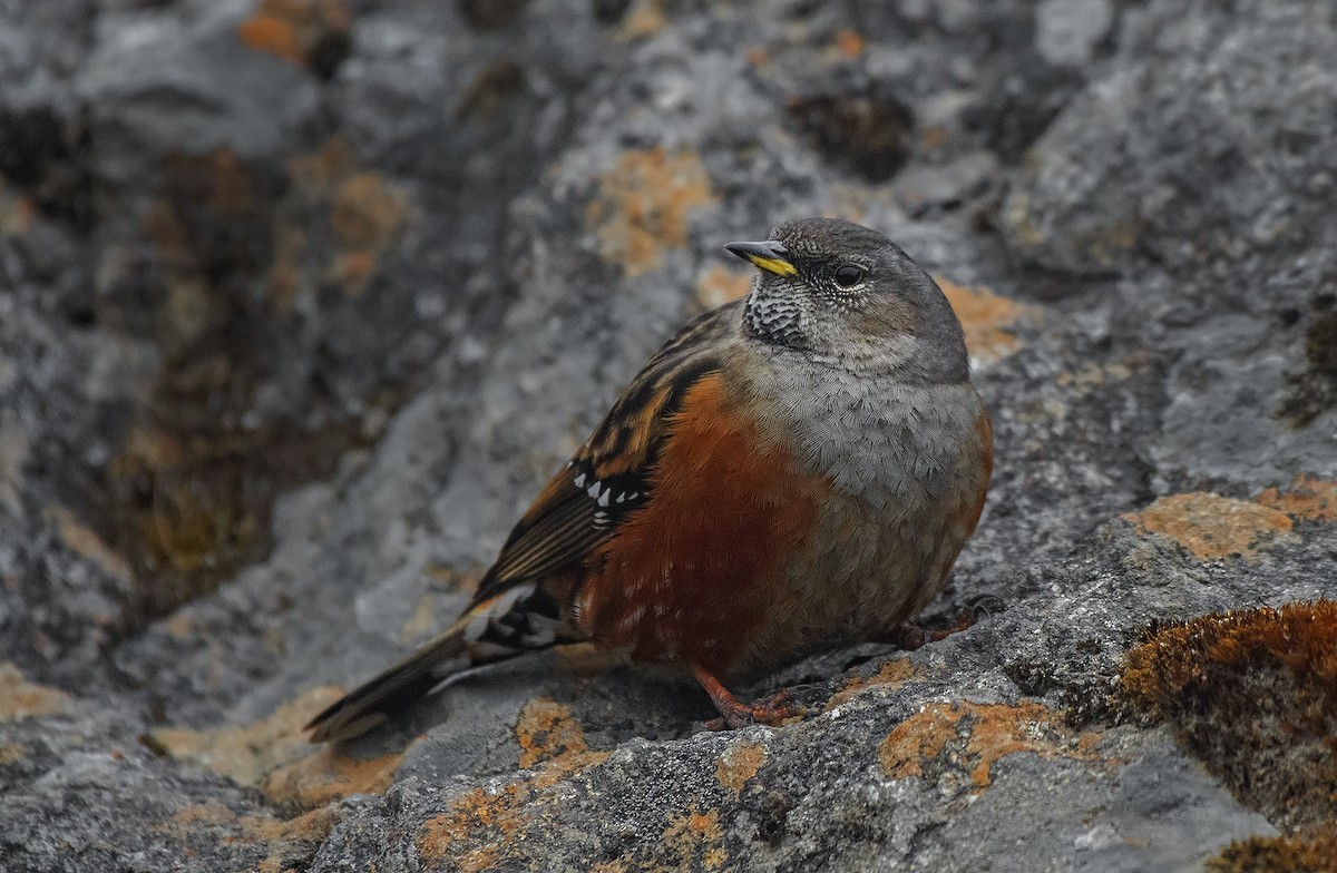 Alpine Accentor - ML536003061