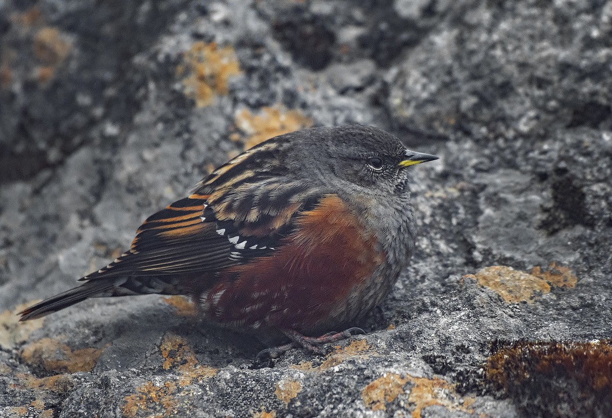 Alpine Accentor - ML536003071