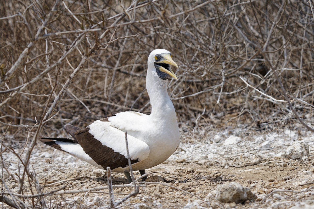 鰹鳥屬 - ML536003781