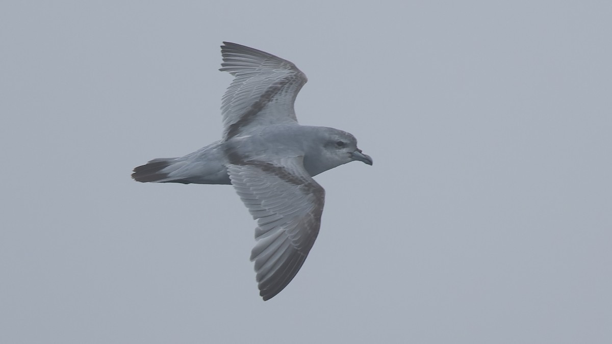 Fulmar Prion - ML536003881