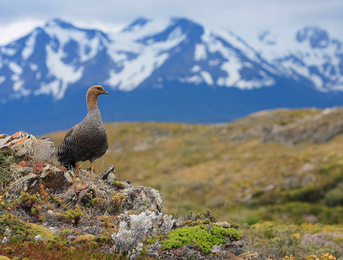 Upland Goose (Bar-breasted) - Dominic Garcia-Hall