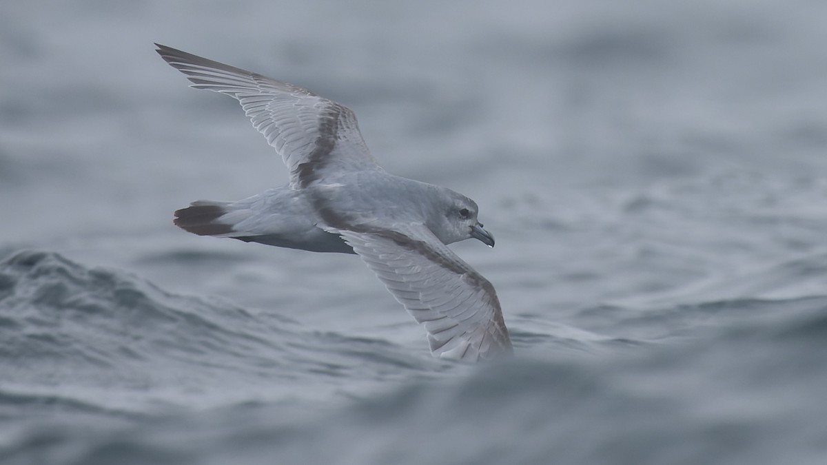 Fulmar Prion - ML536003911