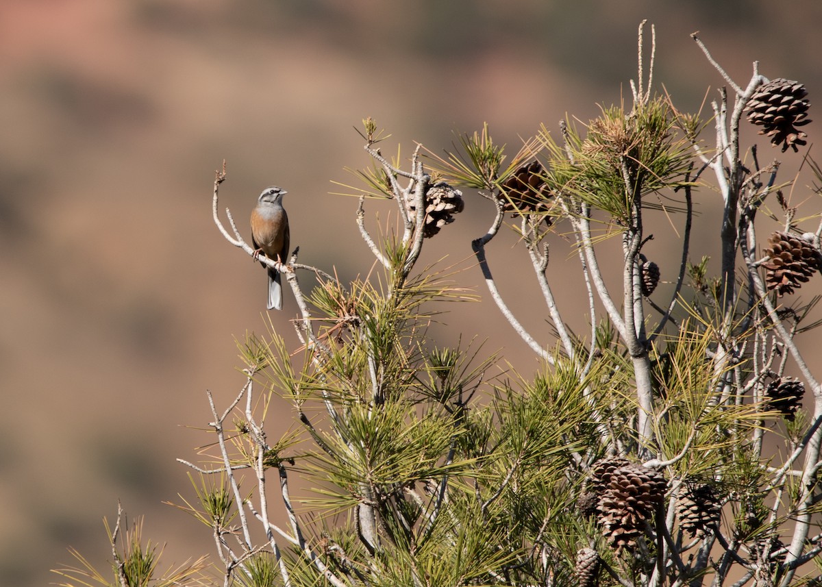 Rock Bunting - Carter Smith