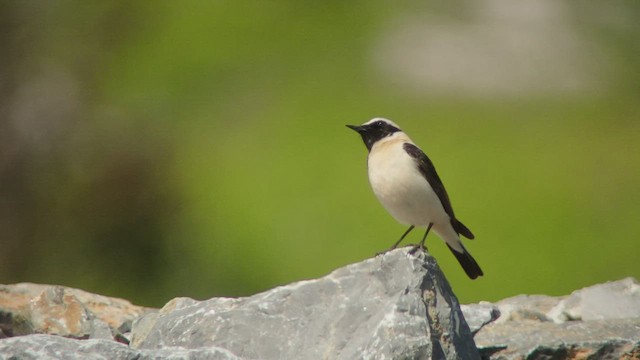 Western Black-eared Wheatear - ML536005941