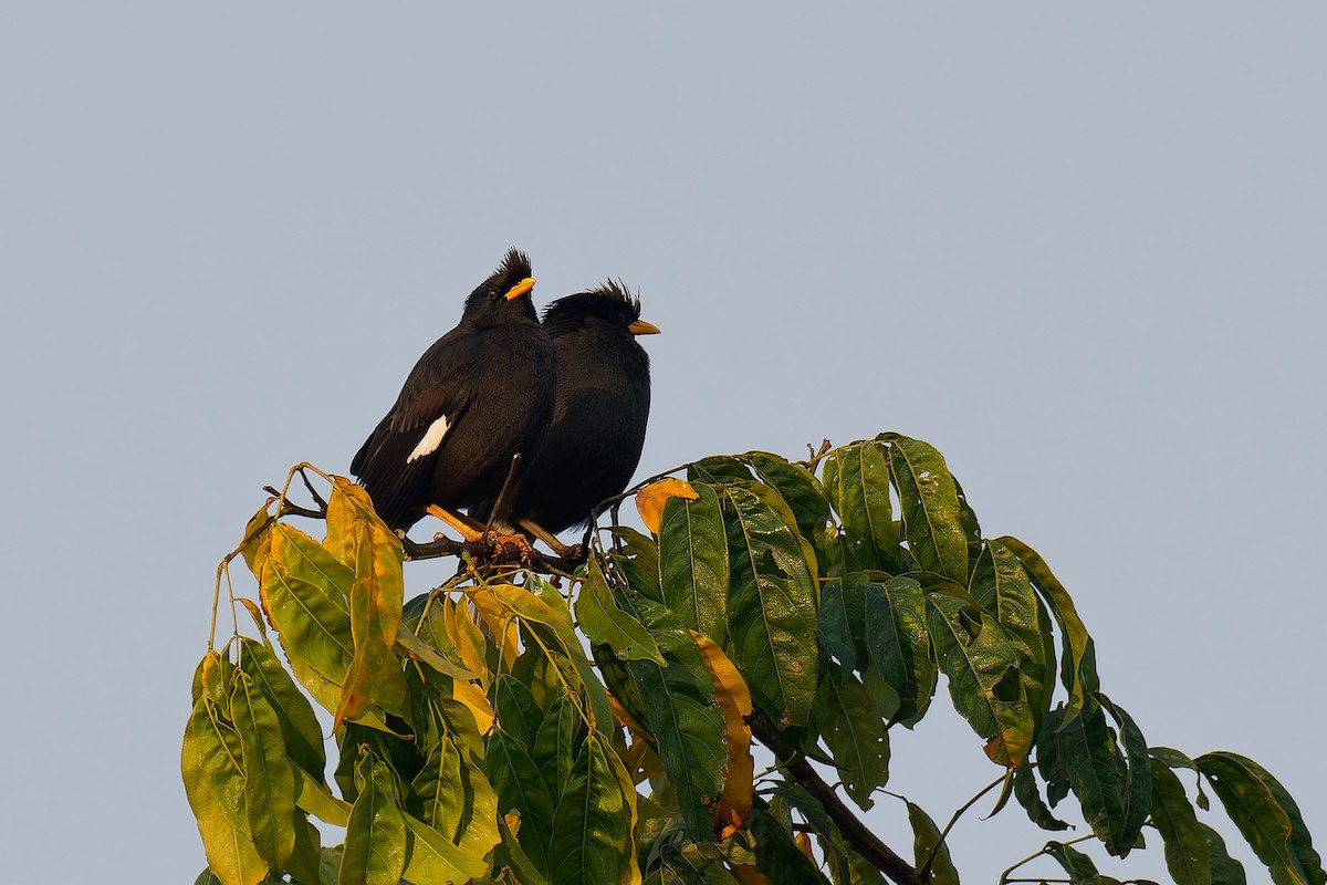 Great Myna - ML536005991