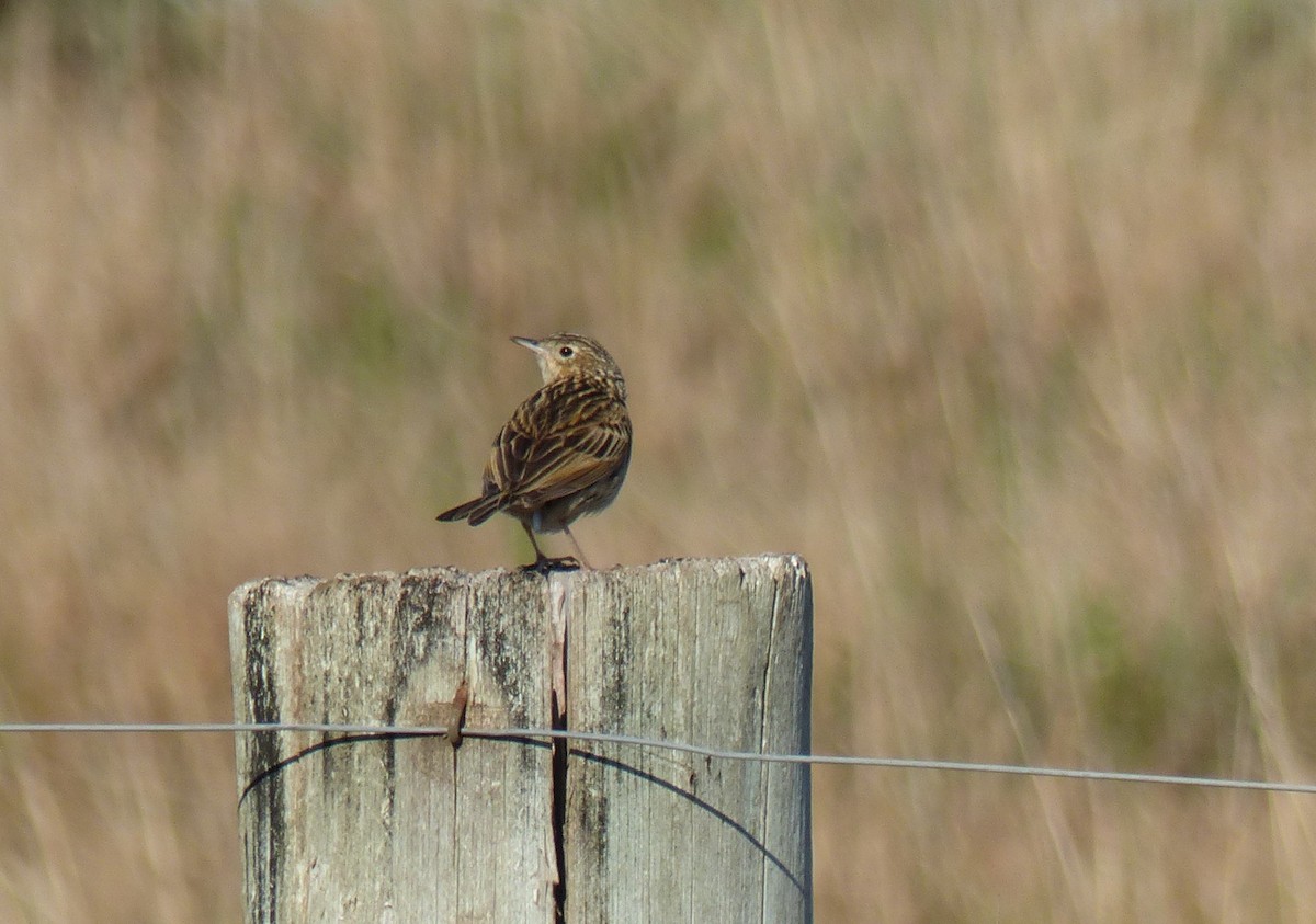 Hellmayr's Pipit - ML536006231