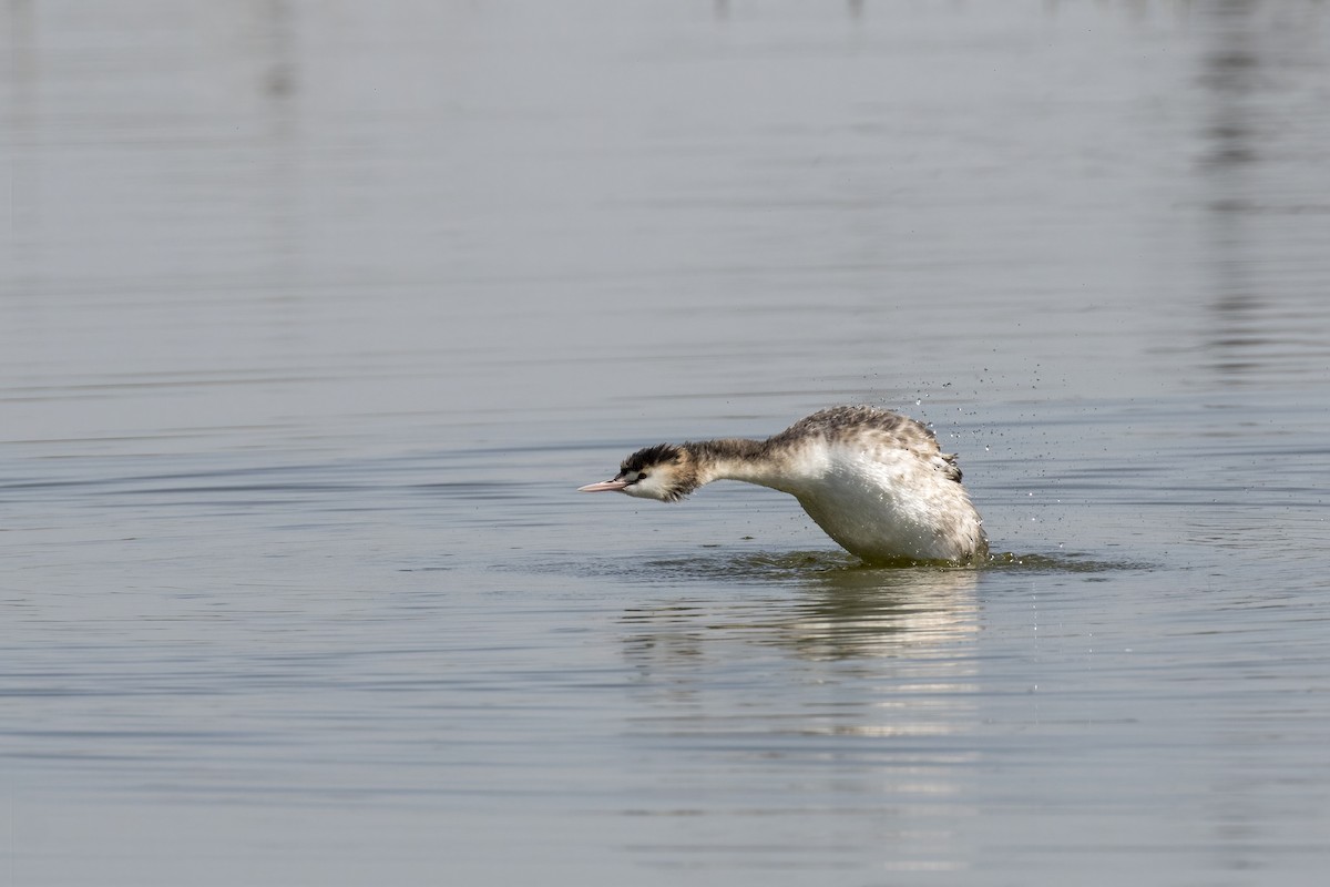 Great Crested Grebe - ML536008341