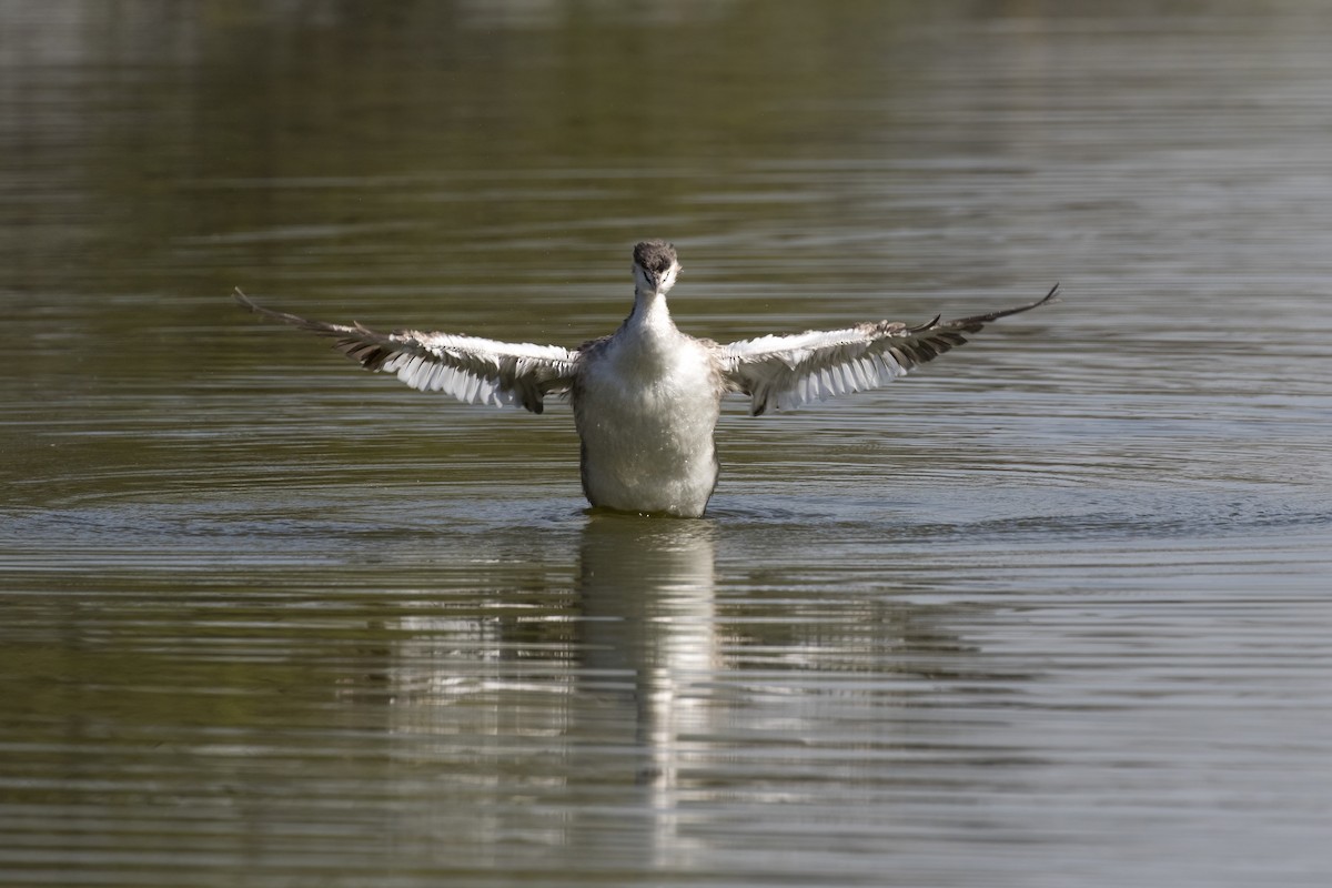 Great Crested Grebe - Ramesh Shenai