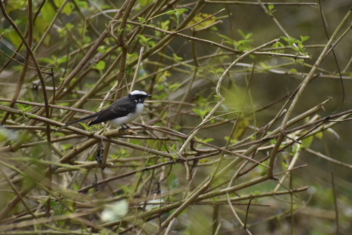 White-browed Fantail - ML536008521