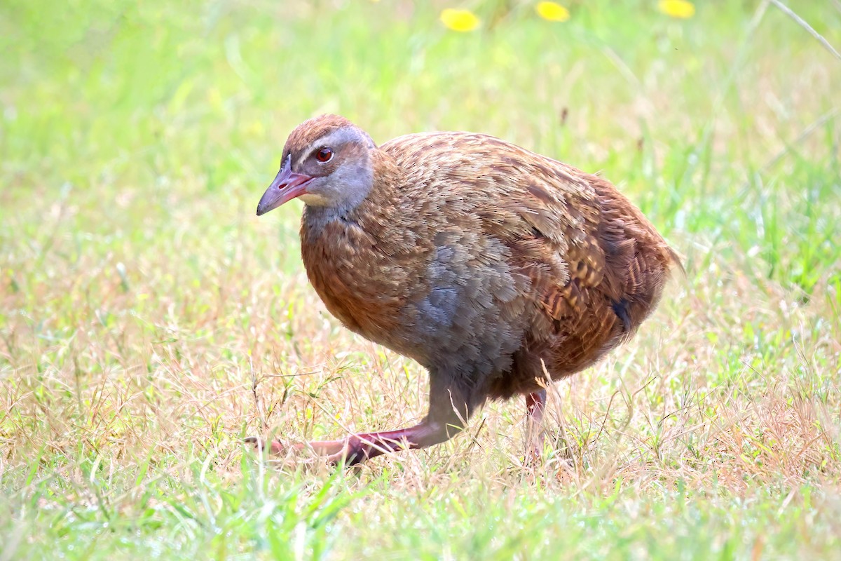 Weka - ML536008951