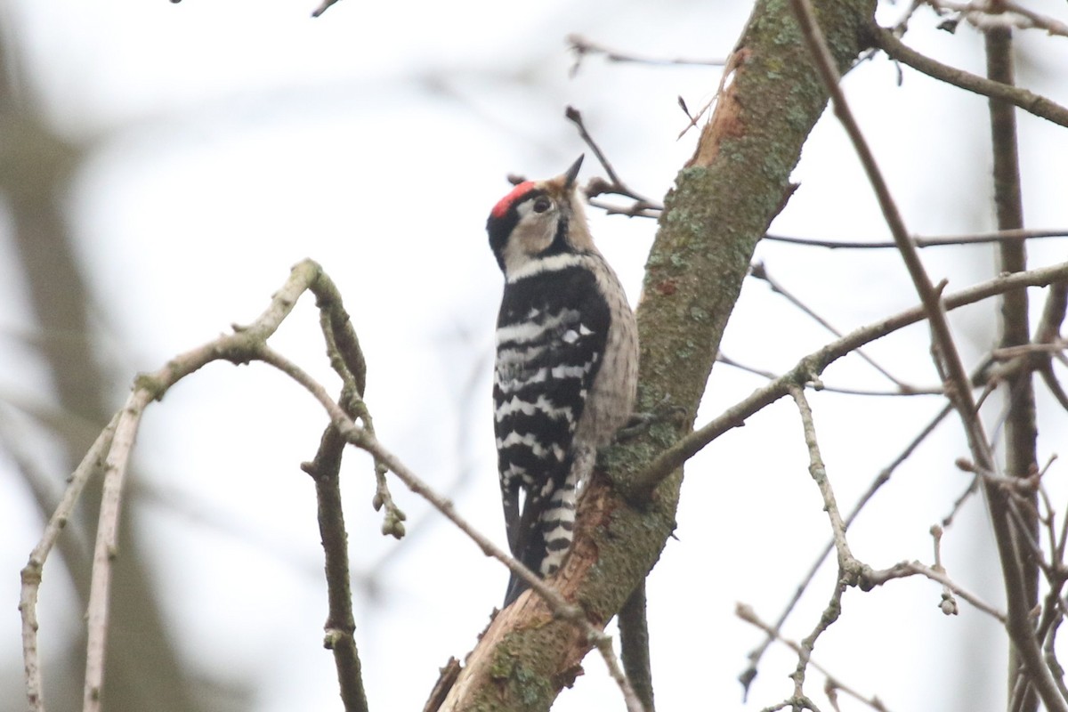 Lesser Spotted Woodpecker - ML536009151