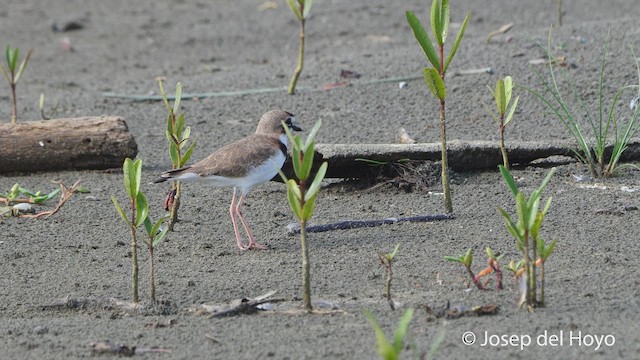 Collared Plover - ML536009281