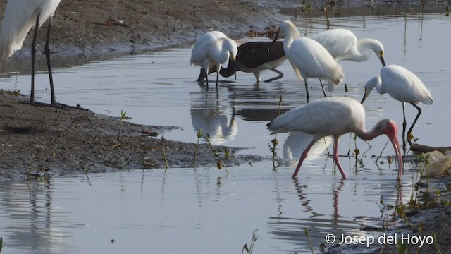 White Ibis - ML536009641