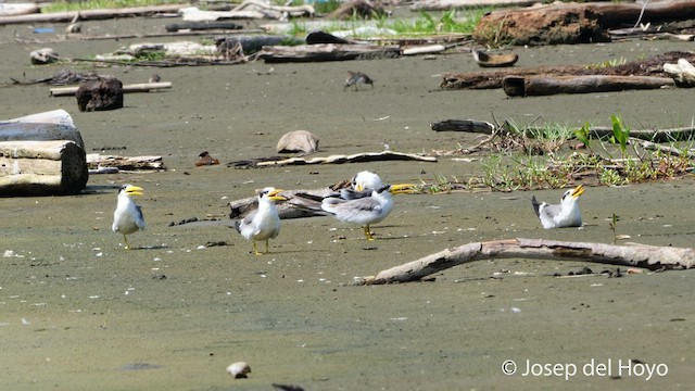 Large-billed Tern - ML536009671