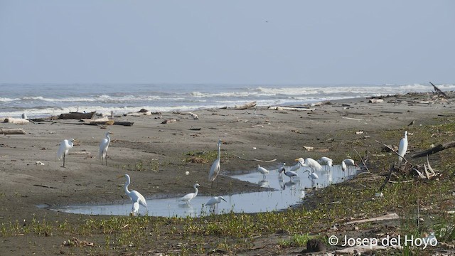 White Ibis - ML536009681