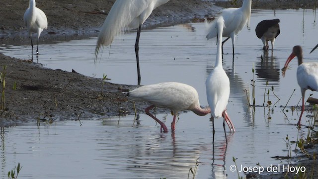 White Ibis - ML536009691